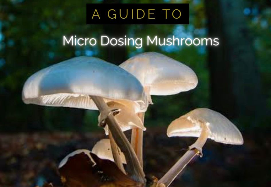 A Guide to Microdosing Mushrooms